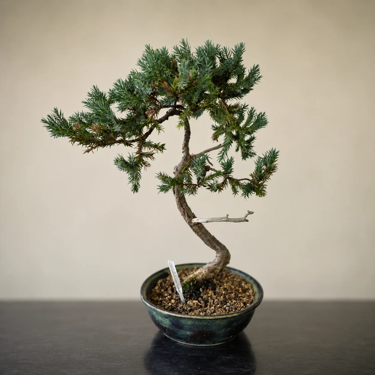 Himalaya jeneverbes