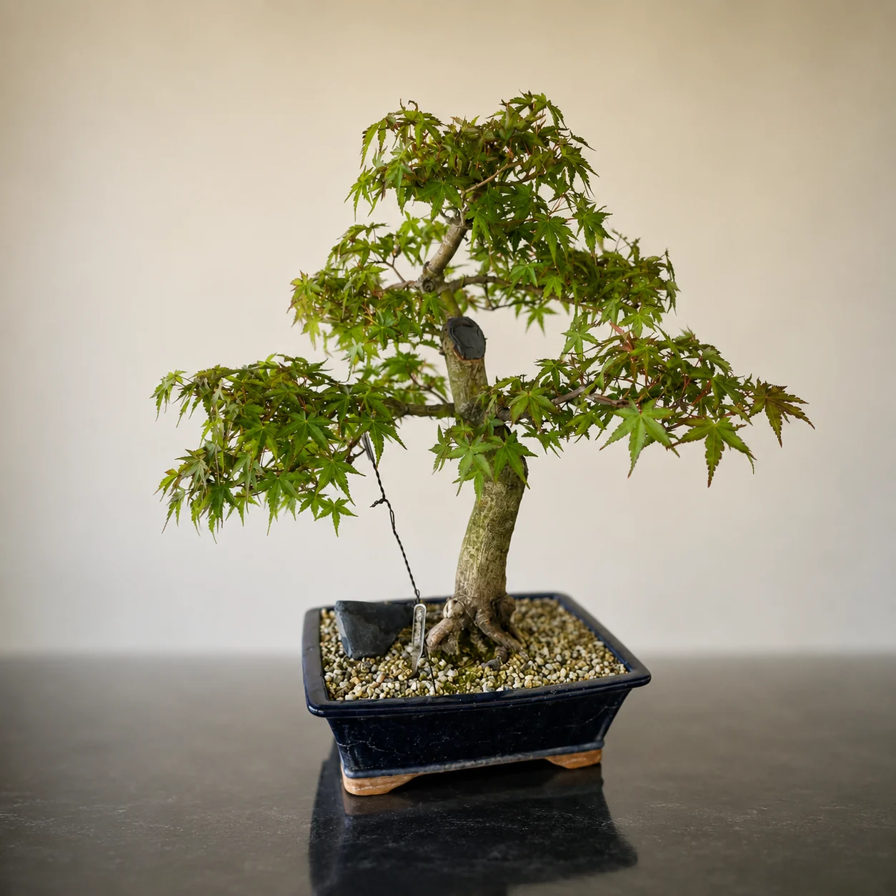 Japanse esdoorn