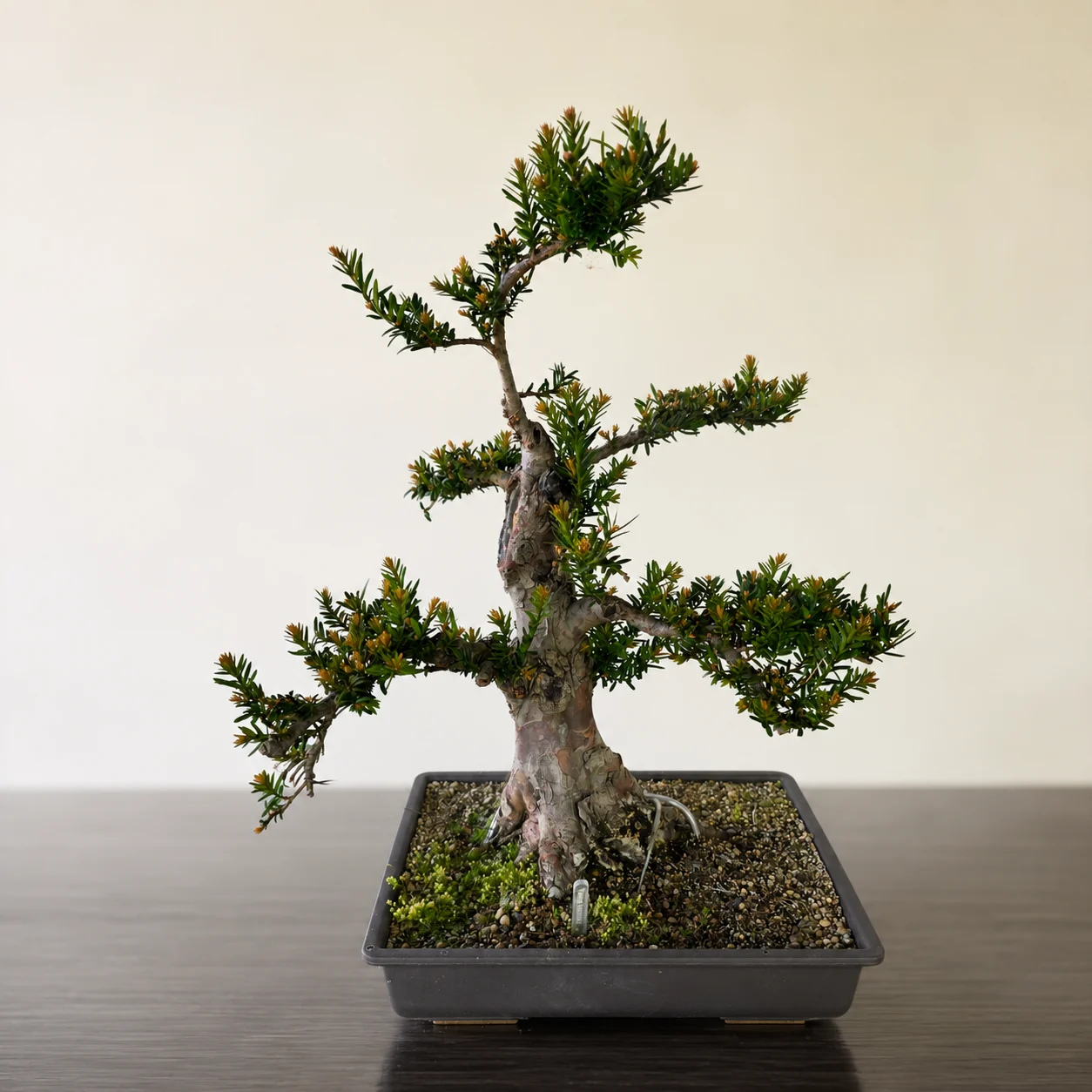 Taxus