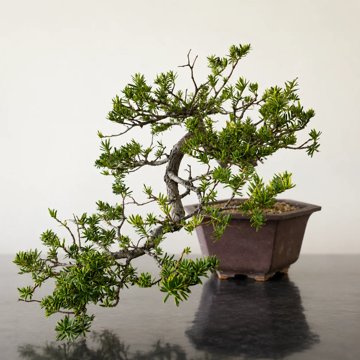 Taxus