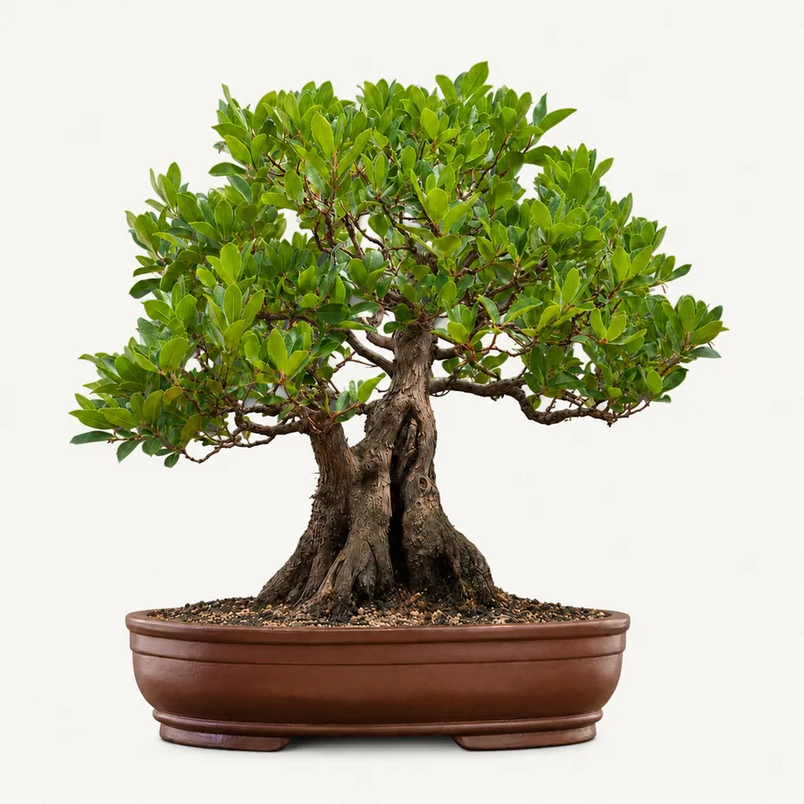 Aardbeienboom