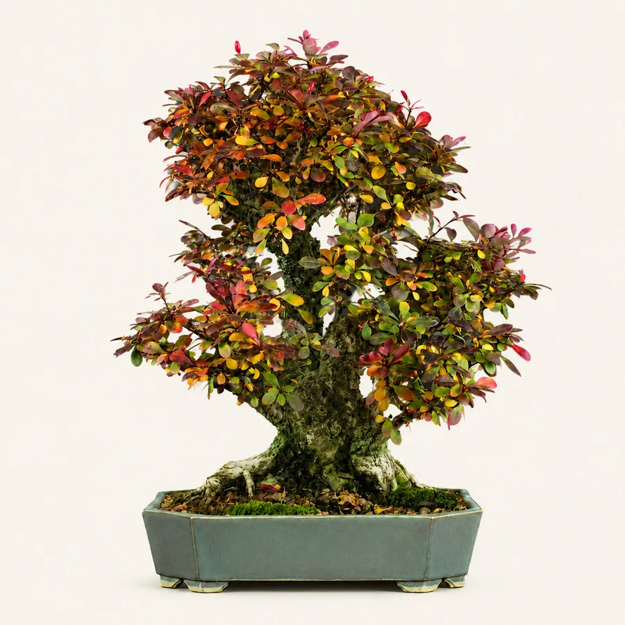 Berberis