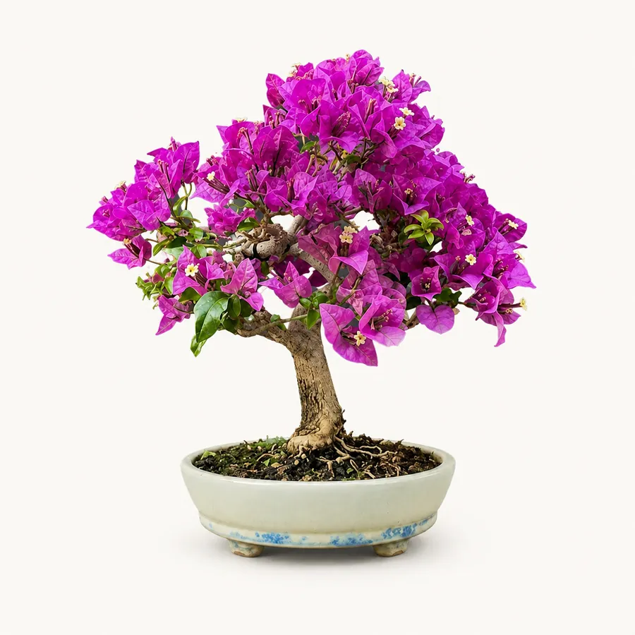 Bougainvillea
