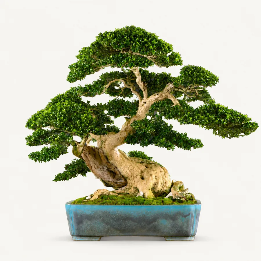 Buxus