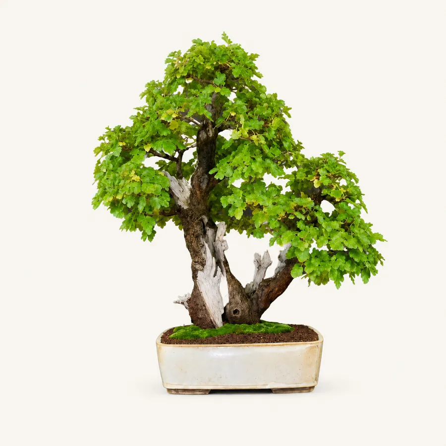 Chinese moerbei