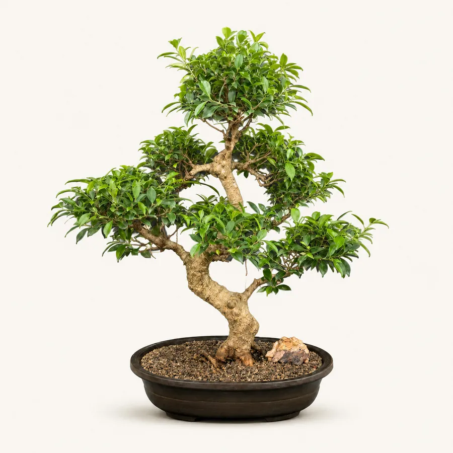 Ficus