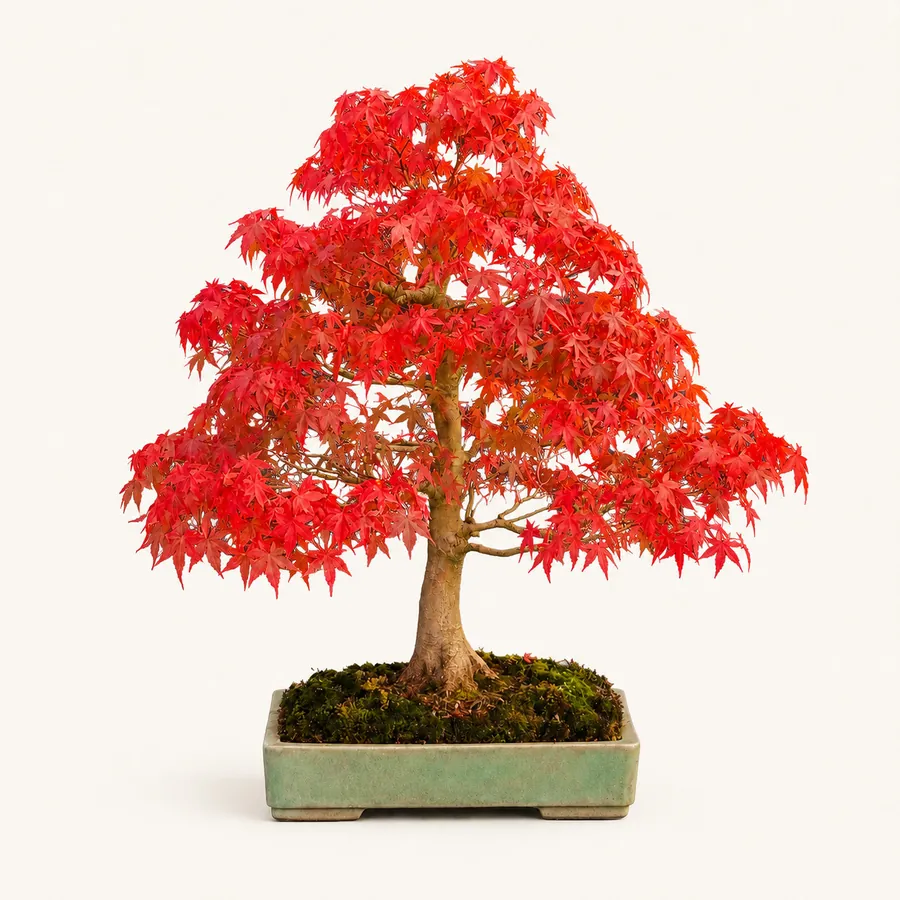 Japanse Esdoorn
