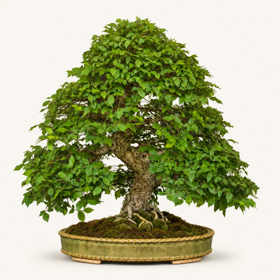 Japanse zelkova
