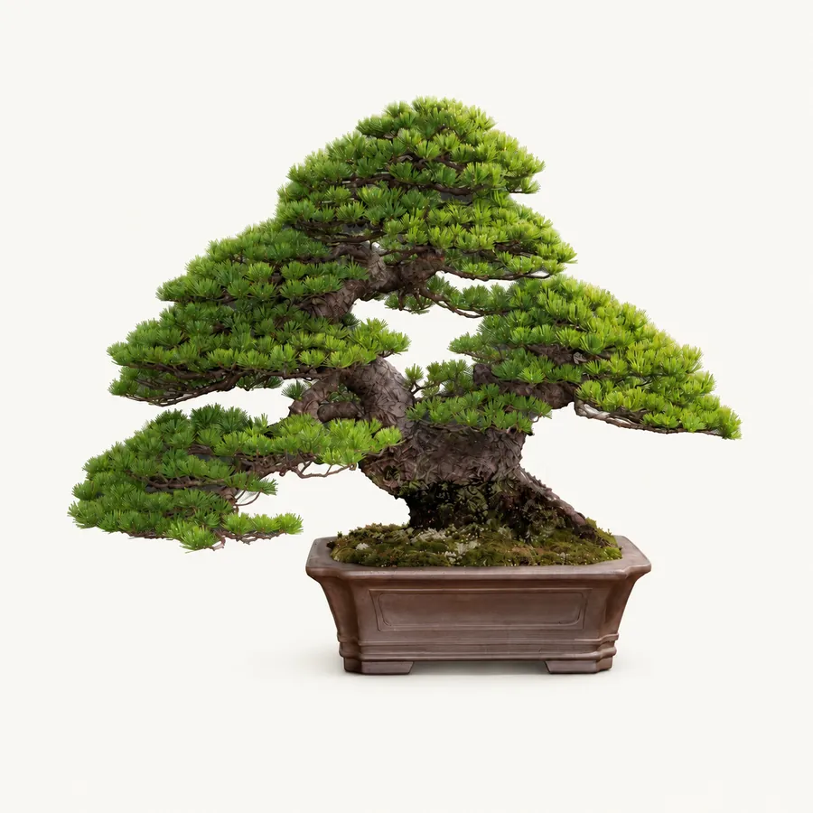 Japanse witte den