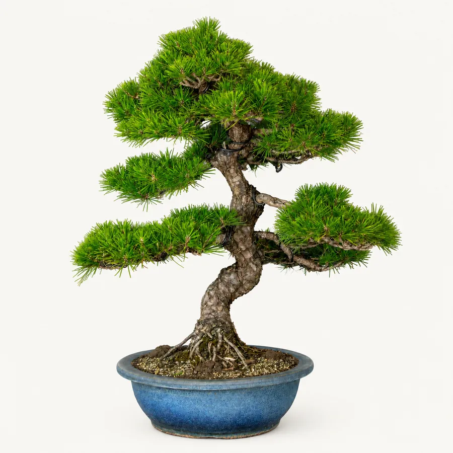 Japanse zwarte den