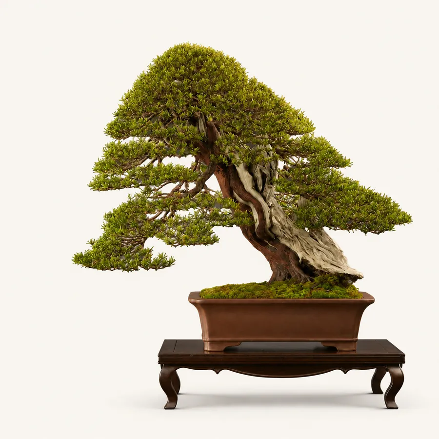 Taxus