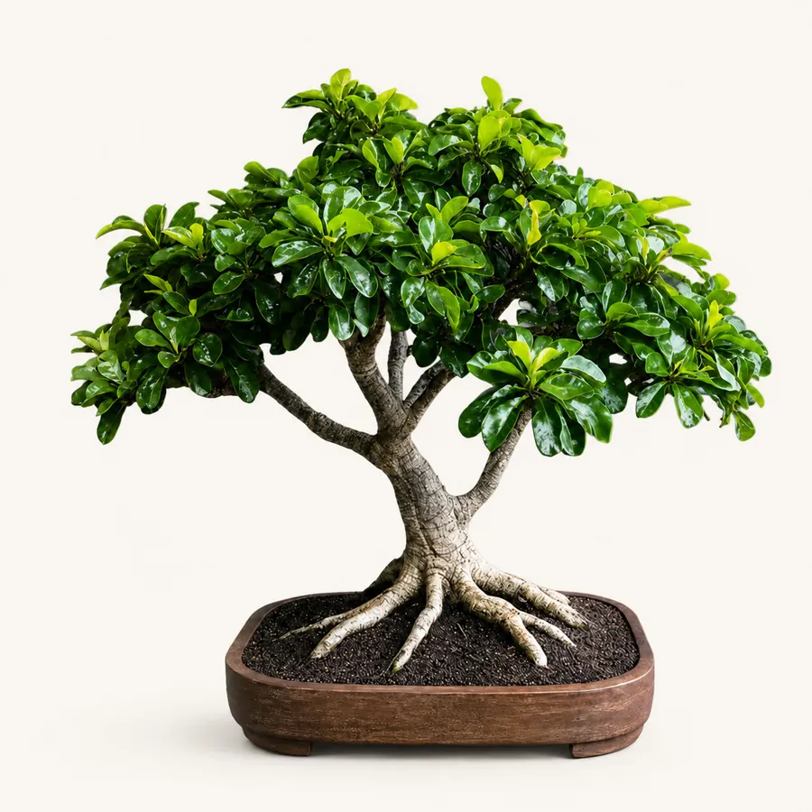 Vingerboom
