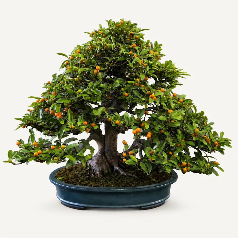 Sinaasappelboom