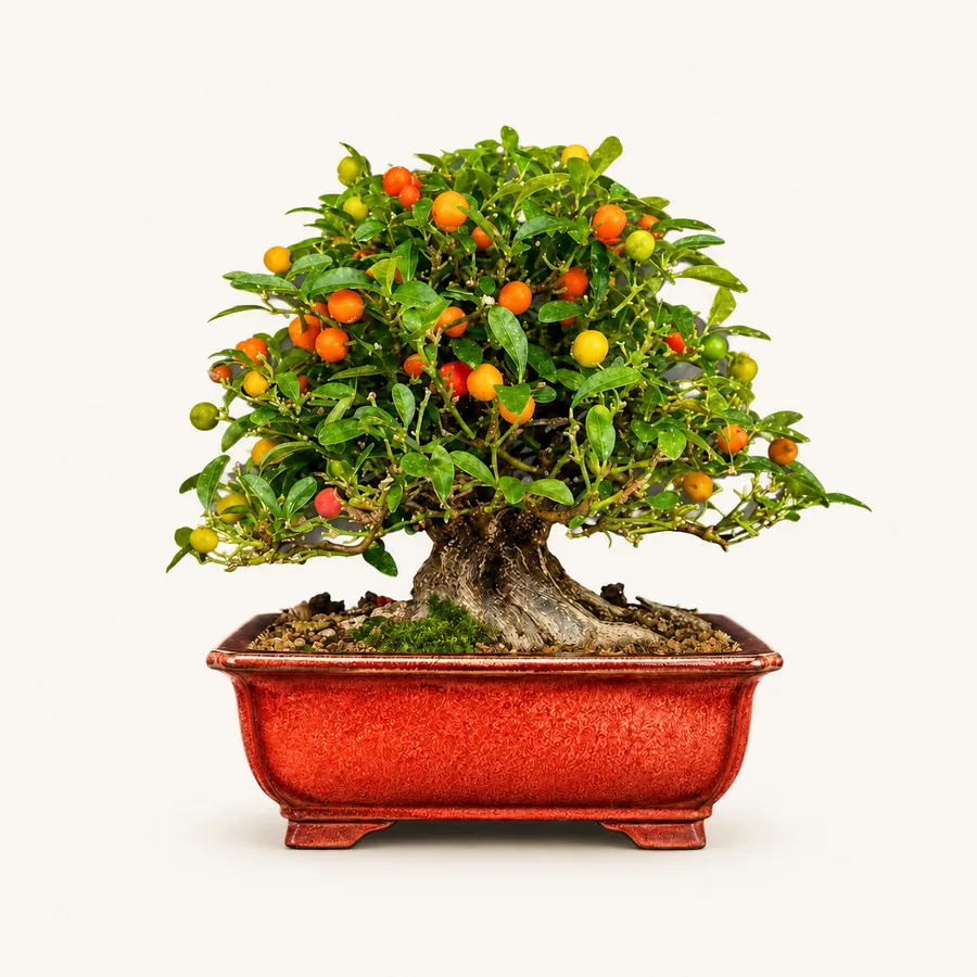 Kumquat