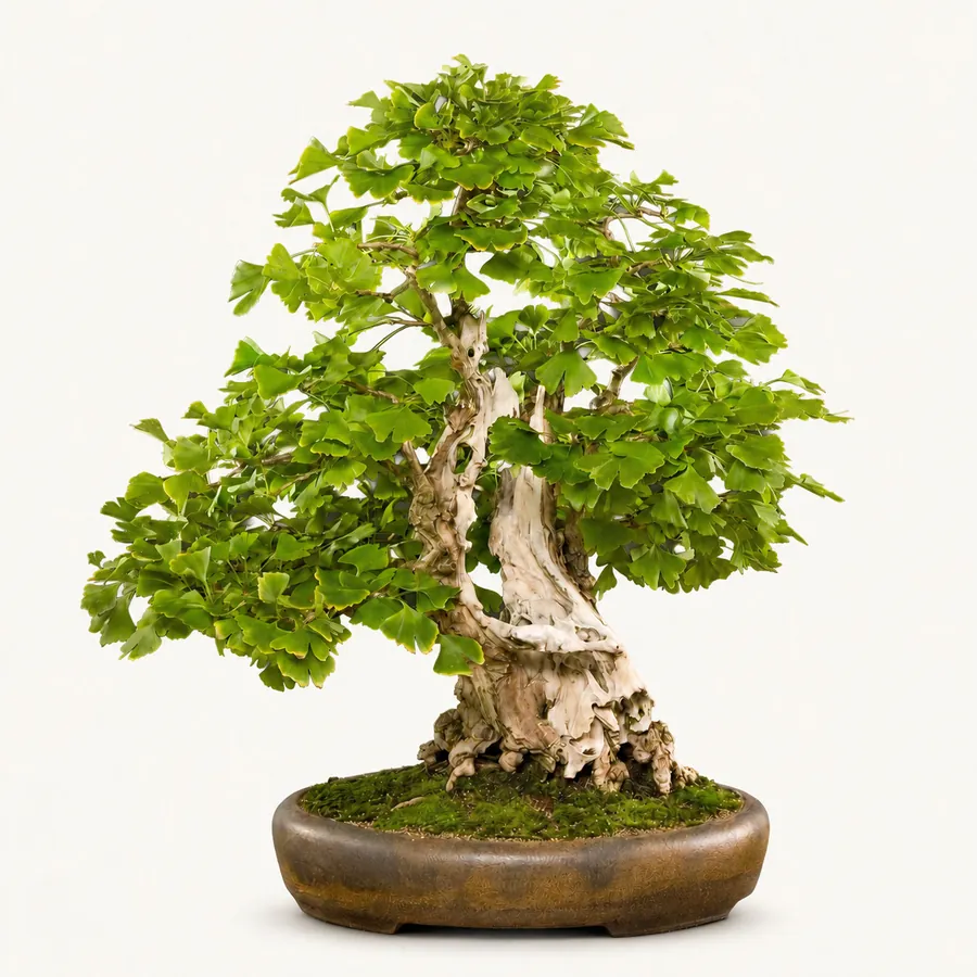 Japanse notenboom