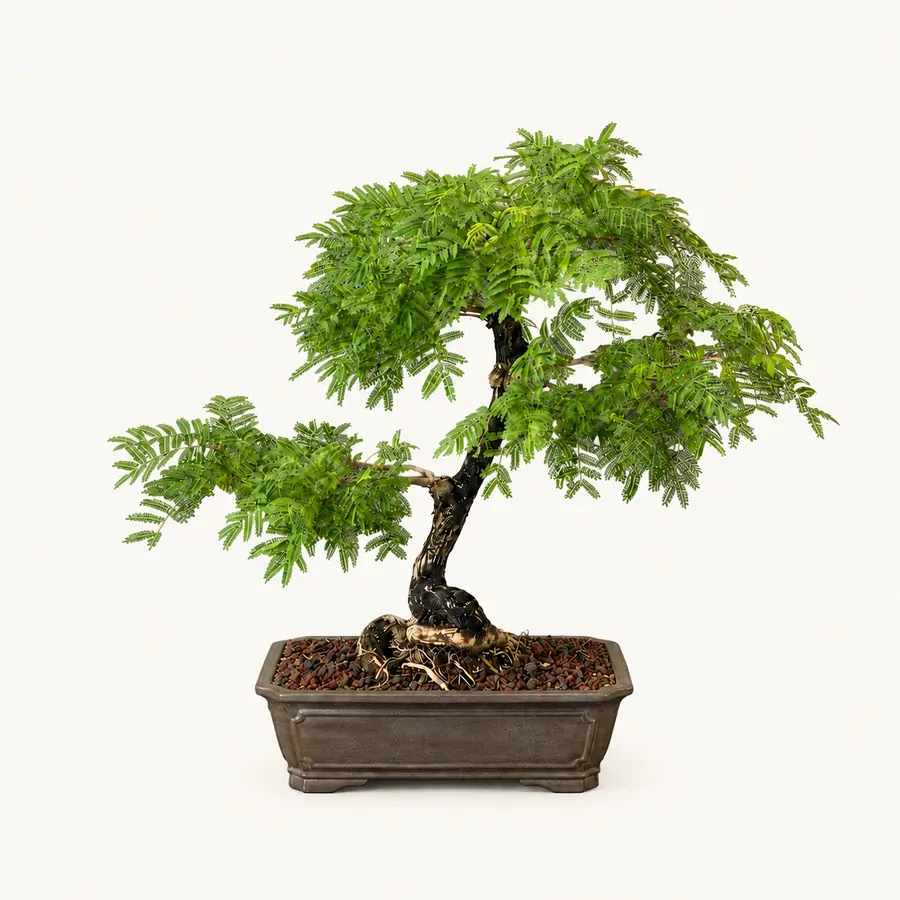 Valse acacia