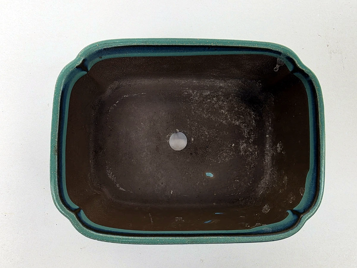 Turquoise bonsaischaal – bovenaanzicht